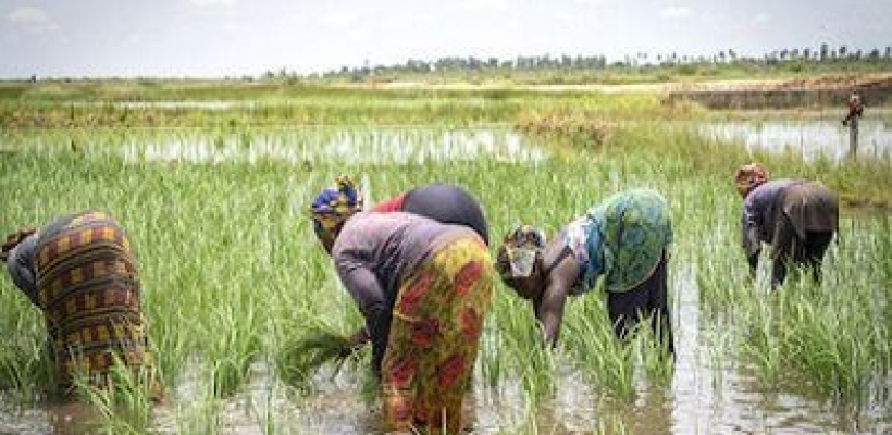 Un budget de 11,70 millions $ de la BAD pour faciliter l’accès aux engrais des producteurs agricoles africains: Le Conseil d’administration de la Banque africaine de développement a donné son feu vert à la dotation budgétaire de 11,70 millions de dollars 